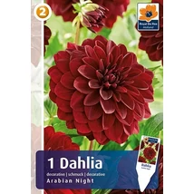 Vh08206 Dahlia Decorative Arabian Night 1db/cs