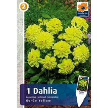 Vh08326 Dahlia cserepes Go-Go Yellow 1db/cs