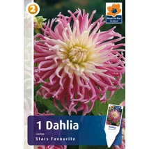 Vh08236 Dahlia Cactus Stars Favourite 1 db/cs