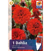 Vh08468 Dahlia Park Ellen Houston 1db/cs