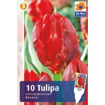 Vh16265 Tulipán Parrot Rococo 10db/csom