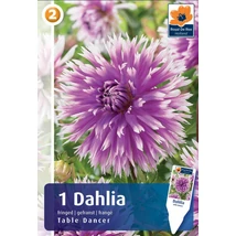 Vh08299 Dahlia Fringed Table Dancer 1db/cs