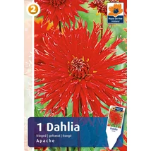 Vh08240 Dahlia Fringed Apache