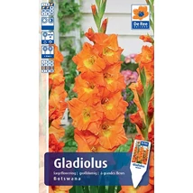 Vh Rackbox Gladiolus Largeflowering Botswana