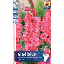 Vh Rackbox Gladiolus Largeflowering Titanic