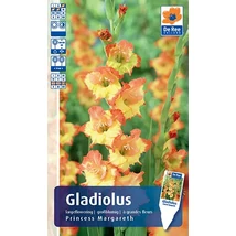 Vh Rackbox Gladiolus Largeflowering Princess Margareth