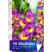 Vh Rackbox Gladiolus Largeflowering Far West