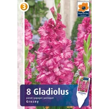 Vh08344 Gladiolus Parrot Grozny
