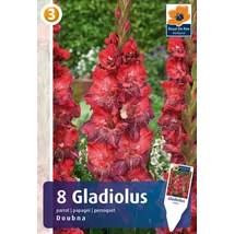 Vh08390 Gladiolus Parrot Doubna 8db/cs