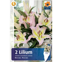 Vh08392 Liliom Oriental Hocus Pocus 2db/cs