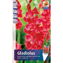 Vh Rackbox Gladiolus Largeflowering After Shock