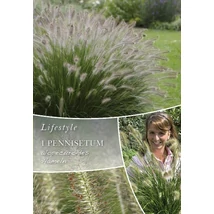 Vh10302 Ornametal Grasses Pennisetum alopecuroides Hameln