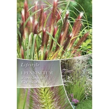 Vh10301 Ornametal Grasses Pennisetum alopecuroides Red Head