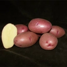 Burgonya Balatoni Rózsa 2,5kg "E" 35-60mm DK