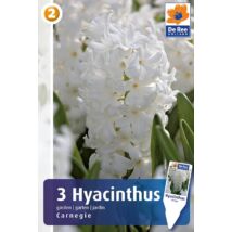 Vh16208 Hyacint Carnegie 3db/csom
