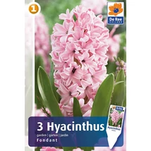 Vh 16211 Hyacinthus Fondant 3db/cs 15/16