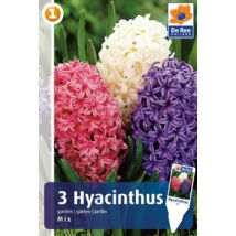 Vh16214 Hyacint Garden  Mix 3db/csom