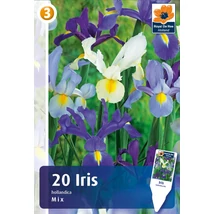 Vh 16419  Iris Hollandica Mix 20db/cs 8/9