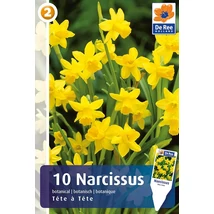 Vh 16340 Narcissus Botanical Tete a Tete 10db/cs 11/12