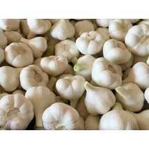 Fokhagyma makói Allium sativum 4+ 5kg/zsák