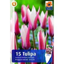 Vh 16216 Tulipa Botanical Peppermint Stick 15db/cs 6/7