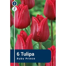 Vh 16217 Tulipa Single early Ruby Prince 6db/cs 11/12