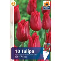 Vh16217 Tulipán Single Early Ruby Prince 10db/csom