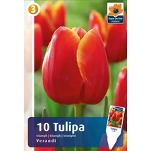 Vh16222 Tulipán Triumph Verandi 10 db/csom