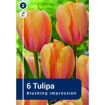 Vh 16223 Tulipa Darwin hybride Blushing Impression 6db/cs 11/12