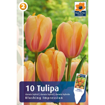 Vh16223 Tulipán Darwin Hybrid Blushing Impression 10db/csom