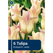 Vh 16224 Tulipa Lilyflowering Elegant Lady 6db/cs 11/12