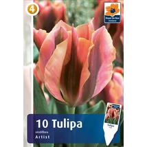 Vh16227 Tulipán Viridiflora Artist 10db/csom