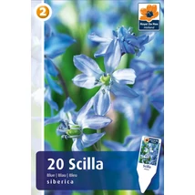 Vh 16433  Scilla Siberica 20db/cs 7/8