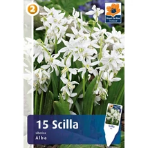 Vh 16862  Scilla siberica Alba 15db/cs 7/8