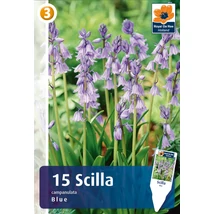 Vh 16865  Scilla campanulata blue 15db/cs 7/8