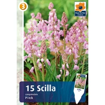Vh 16863  Scilla campanulata pink 15db/cs 7/8