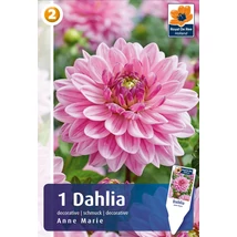 Vh08457 Dahlia Anne Marie 1db/cs
