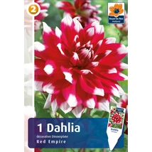 Vh08458 Dahlia Red Empire 1db/cs