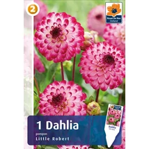 Vh08464 Dahlia Little Robert 1db/cs