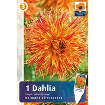 Vh08461 Dahlia Rejmans Firecracker 1db/cs