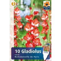 Vh08470 Gladiolus Mademoiselle de Paris 10 db/cs