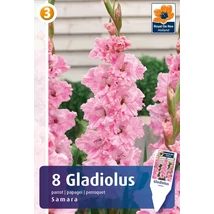 Vh08475 Gladiolus Samara 8db/cs