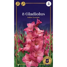 Vh08651 Gladiolus Supreme Indian Summer 8 db/cs