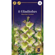 Vh08655 Gladiolus Supreme Moonlight Shadow 8 db/cs