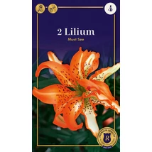 Vh10612 Liliom Supreme Must See 2 db/cs