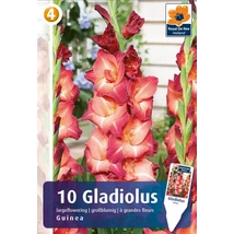 Vh08467 Gladiolus Guinea 10 db/cs