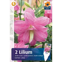 Vh08477 Liliom Lotus Joy 2 db/cs