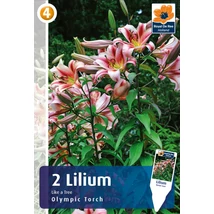 Vh08487 Liliom Olympic Torch 2db/cs