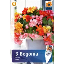 Vh08499 Begonia Begonia Cascade Mix 3 db/cs