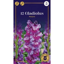Vh08657 Gladiolus Supreme Petsjora 12 db/cs